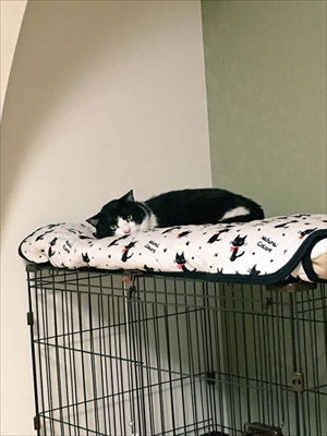 ちゅーるを味わう猫ちゃん