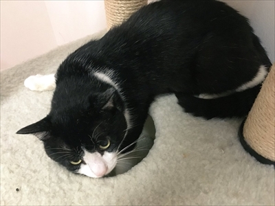 ちゅーるを味わうネコちゃん