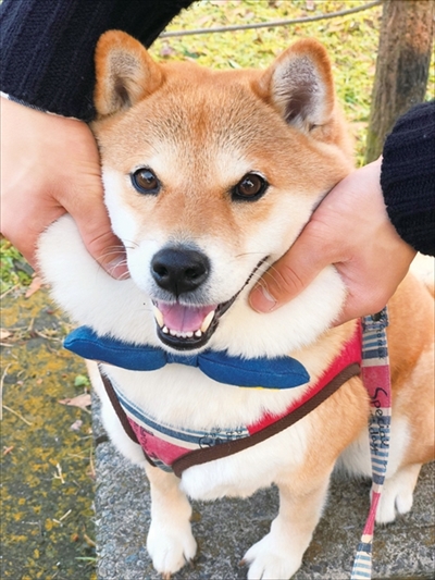 柴犬ハナちゃん