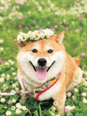 柴犬ハナちゃん