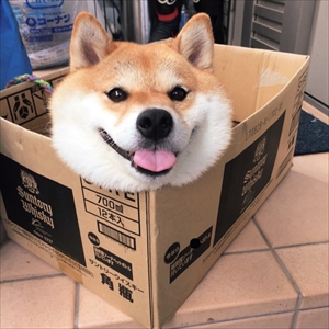 柴犬ハナちゃん