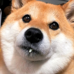 柴犬ハナちゃん