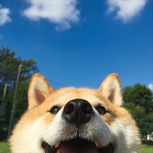 柴犬ハナちゃん