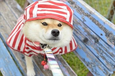 柴犬ハナちゃん