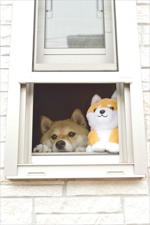 柴犬ハナちゃん