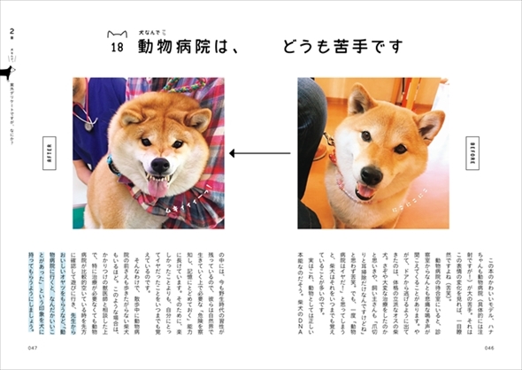 柴犬ハナちゃん