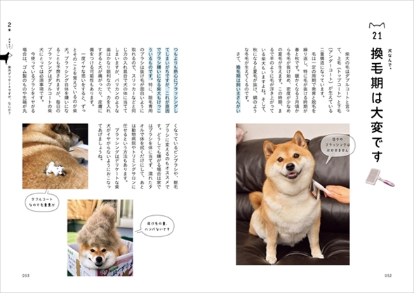 柴犬ハナちゃん