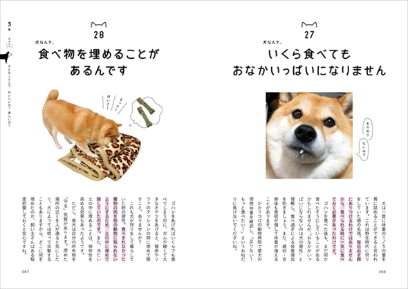 柴犬ハナちゃん