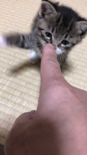 握手会 神対応 子猫 甘噛み