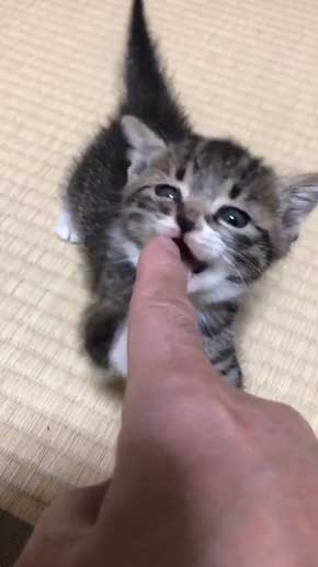 握手会 神対応 子猫 甘噛み