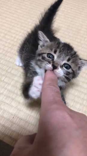 握手会 神対応 子猫 甘噛み