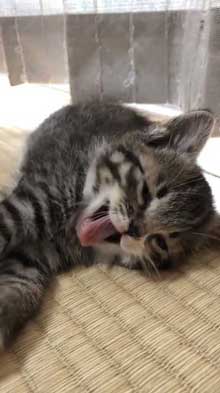 握手会 神対応 子猫 甘噛み