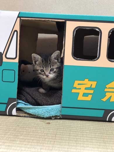 握手会 神対応 子猫 甘噛み