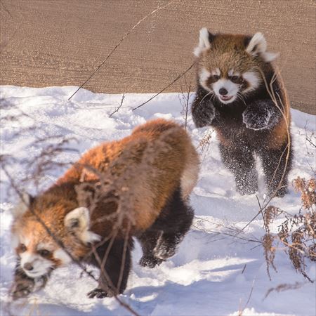 レッサーパンダ