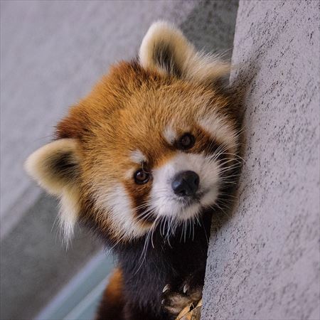 レッサーパンダ