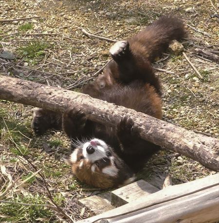 レッサーパンダ