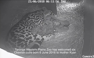 タロンガ動物園