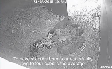 タロンガ動物園