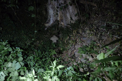 心霊　写真　タクシー　三和交通　井戸