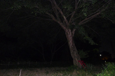 心霊　写真　タクシー　三和交通　木　鳥居