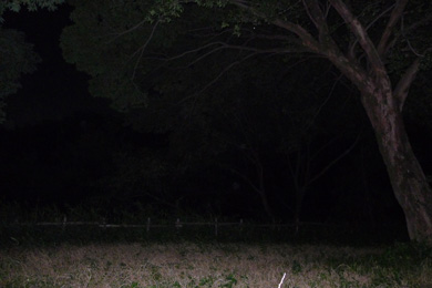 心霊　写真　タクシー　三和交通　木　鳥居　オーブ　顔