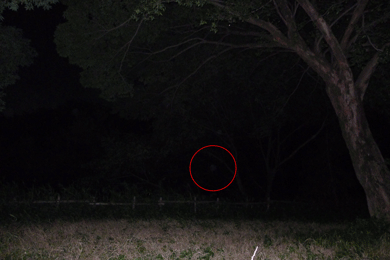 心霊　写真　タクシー　三和交通　木　鳥居　オーブ　顔　恐怖