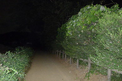 心霊　写真　タクシー　三和交通　道