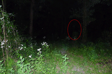 心霊　写真　タクシー　三和交通　ガチ