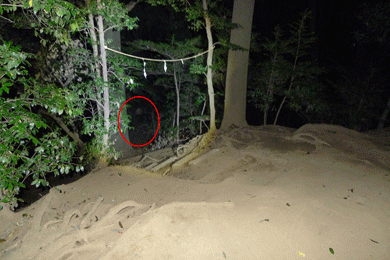 心霊　写真　タクシー　三和交通　オーブ