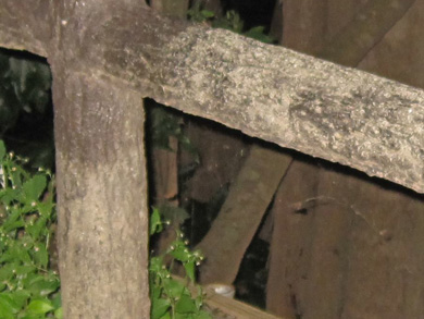 心霊　写真　タクシー　三和交通　木　顔