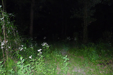 心霊　写真　タクシー　三和交通