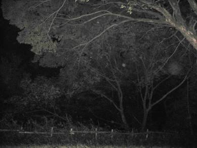 心霊　写真　タクシー　三和交通