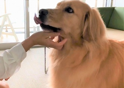 こー君　あご乗せ