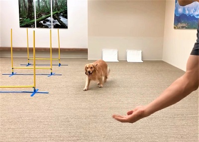 こー君　あご乗せ