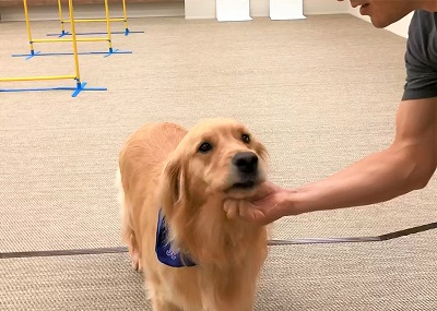 こー君　あご乗せ