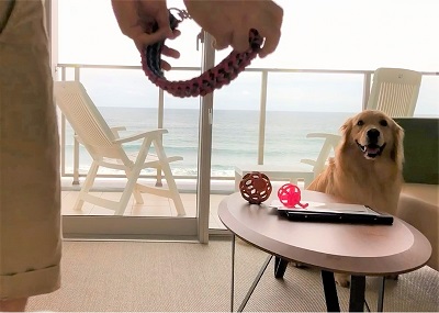 こー君　あご乗せ