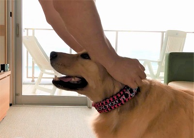 こー君　あご乗せ