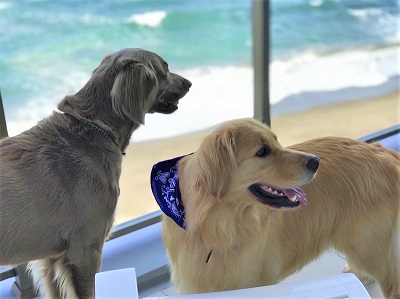 こー君　あご乗せ