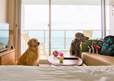 こー君　あご乗せ