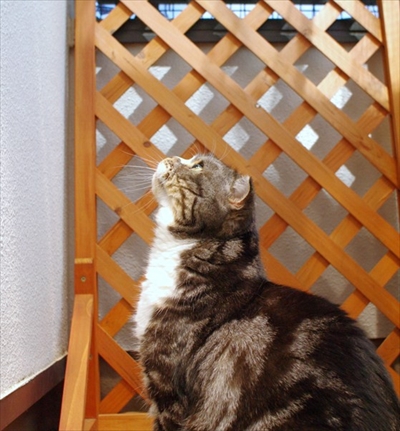 なめネコれおくんピーチくん