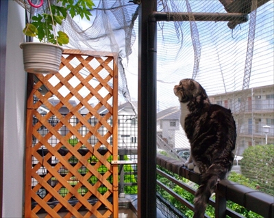 なめネコれおくんピーチくん