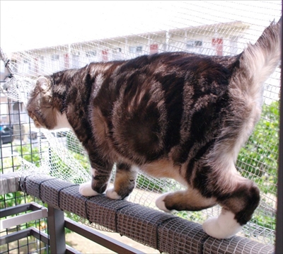 なめネコれおくんピーチくん