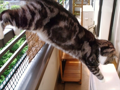 なめネコれおくんピーチくん