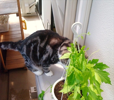 なめネコれおくんピーチくん