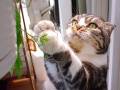 緑の葉っぱが気になるニャ　ベランダのゴーヤーに近づく為あれこれ頑張るネコちゃんがかわいい