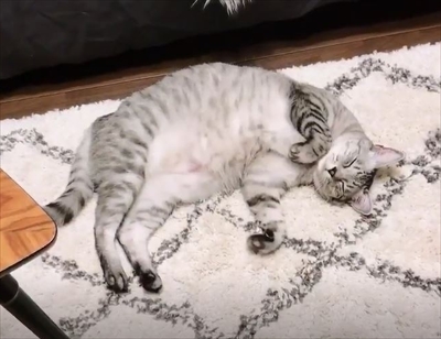 手招き猫ちゃん