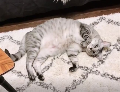 手招き猫ちゃん