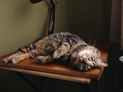 手招き猫ちゃん