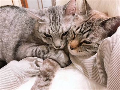 手招き猫ちゃん