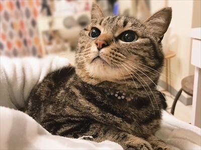 手招き猫ちゃん